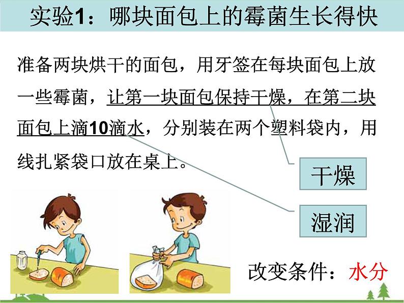 教科版小学四年级下册3.5面包发霉了 PPT课件+教案07