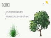 新教科版科学四年级下册：1.3《种子长出了根》PPT课件