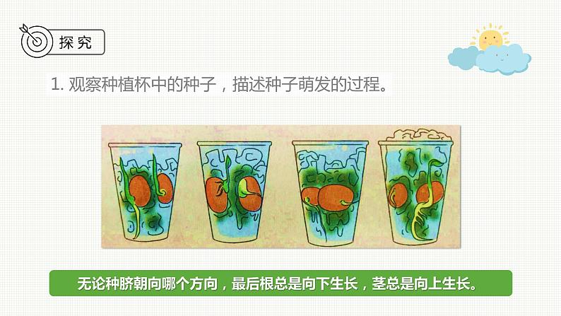 新教科版科学四年级下册：1.3《种子长出了根》PPT课件04