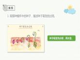 新教科版科学四年级下册：1.3《种子长出了根》PPT课件