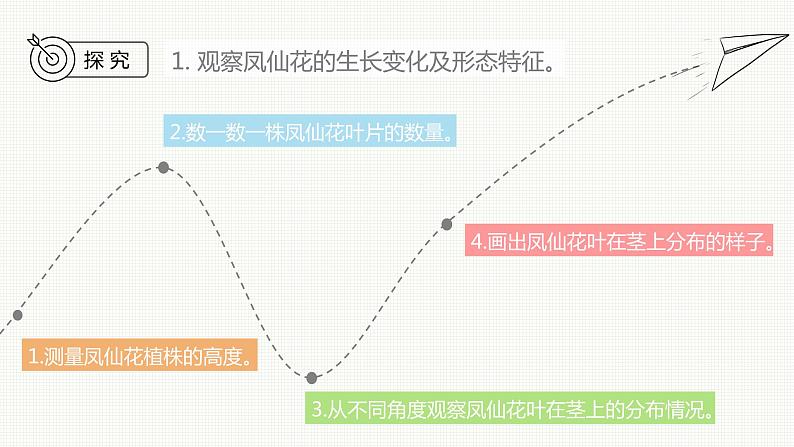 新教科版科学四年级下册：1.4《茎和叶》PPT课件04