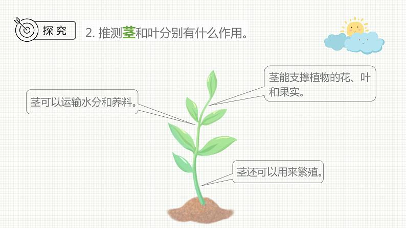 新教科版科学四年级下册：1.4《茎和叶》PPT课件06