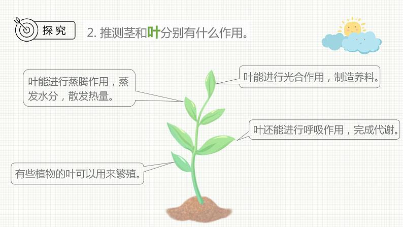 新教科版科学四年级下册：1.4《茎和叶》PPT课件07