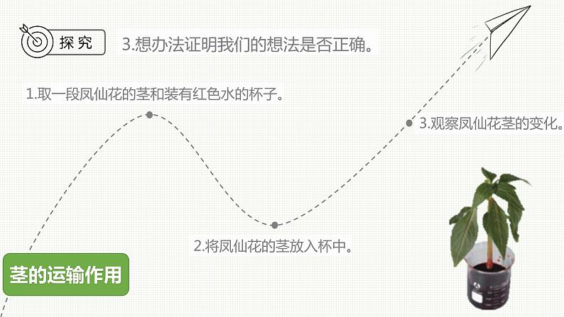 新教科版科学四年级下册：1.4《茎和叶》PPT课件08