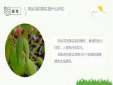新教科版科学四年级下册：1.6《果实和种子》PPT课件