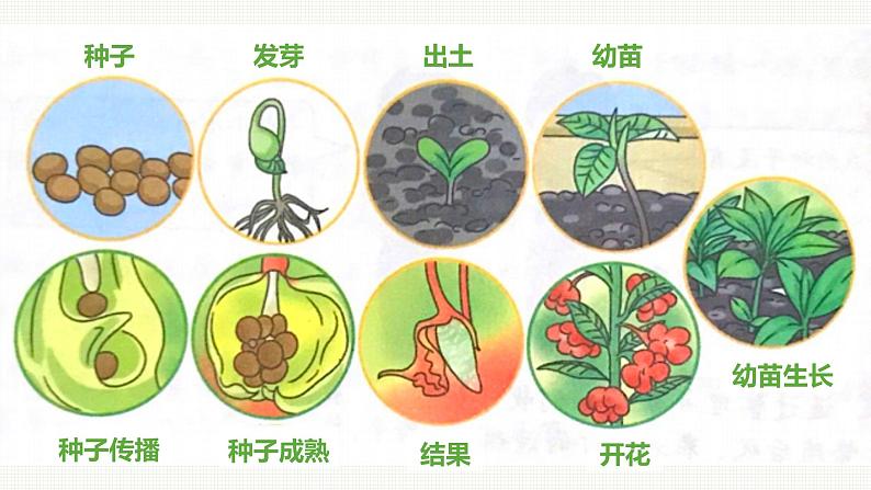 新教科版科学四年级下册：1.8《凤仙花的一生》PPT课件05