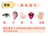 二下2-2《通過感官來發(fā)現》教學課件