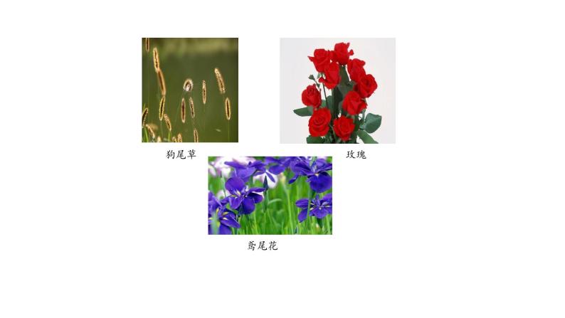 2.3阳光和凤仙花  课件03