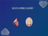 二年级下册科学课件  2.2 通过感官来发现 教科版2017