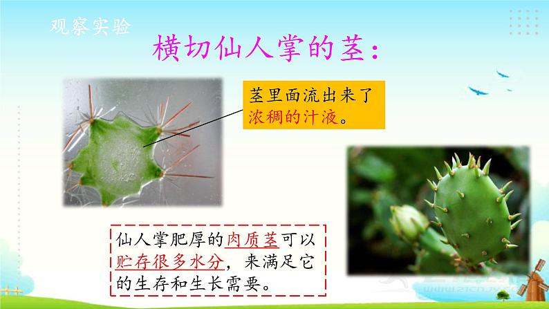 新大象版四年级下册科学1.2奇妙的植物 课件+教案+课件练习05