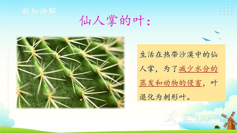 新大象版四年级下册科学1.2奇妙的植物 课件+教案+课件练习06