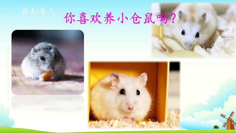 新大象版四年级下册科学1.3领养小仓鼠 课件+教案+课件练习02