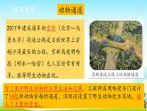 新大象版四年级下册科学1.5和谐相处是一家 课件+教案+课件练习