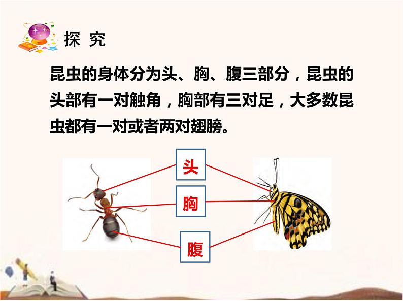 苏教版四年级下册科学9.庞大的“家族”课件（无教案）07