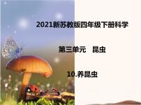 苏教版 (2017)四年级下册10 养昆虫获奖课件ppt