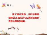 苏教版四年级下册科学11.探究昆虫的奥秘课件（无教案）