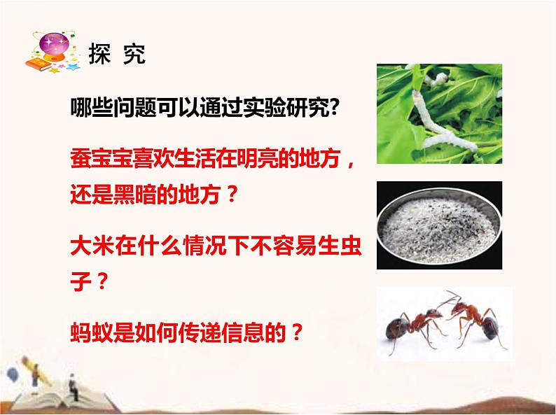 苏教版四年级下册科学11.探究昆虫的奥秘课件（无教案）07