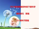 蘇教版四年級(jí)下冊(cè)科學(xué)12.用種子繁殖課件（無(wú)教案）
