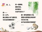 蘇教版四年級(jí)下冊(cè)科學(xué)12.用種子繁殖課件（無(wú)教案）