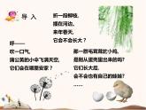 苏教版四年级下册科学12.用种子繁殖课件（无教案）