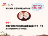 蘇教版四年級(jí)下冊(cè)科學(xué)12.用種子繁殖課件（無(wú)教案）