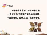 蘇教版四年級(jí)下冊(cè)科學(xué)12.用種子繁殖課件（無(wú)教案）