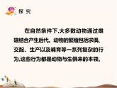 蘇教版四年級下冊科學(xué)14.動物的繁殖課件__（無教案）