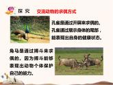 蘇教版四年級下冊科學(xué)14.動物的繁殖課件__（無教案）