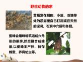蘇教版四年級(jí)下冊科學(xué)16.動(dòng)物的庇護(hù)所課件__（無教案）