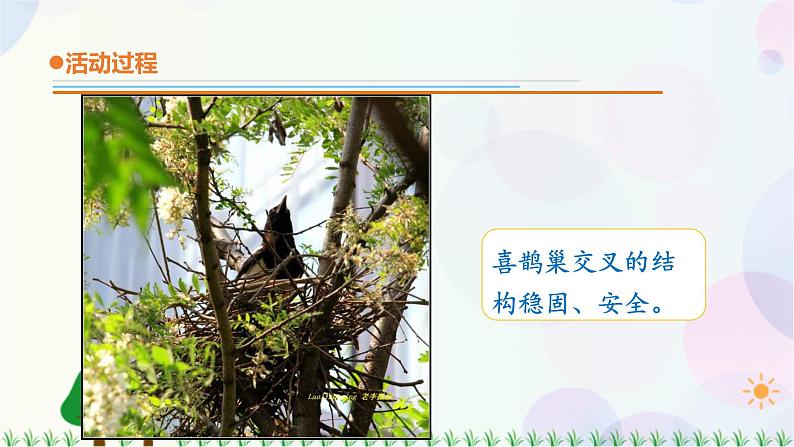 青岛教版四下科学16.《动物的“家” 》课件PPT+教案+视频素材06