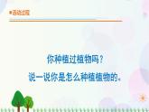 青岛版四下科学12.《种辣椒》课件PPT+教案+视频素材