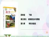 新冀人版科學(xué)四下 3.8 卵生與胎生 PPT課件+視頻