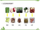 苏教版科学三年级下册第一单元《植物的一生》第一课《种子发芽了二》PPT课件