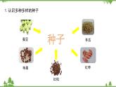 蘇教版科學(xué)三年級下冊第一單元《植物的一生》第一課《種子發(fā)芽了二》PPT課件