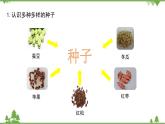 苏教版科学三年级下册第一单元《植物的一生》第一课《种子发芽了二》PPT课件