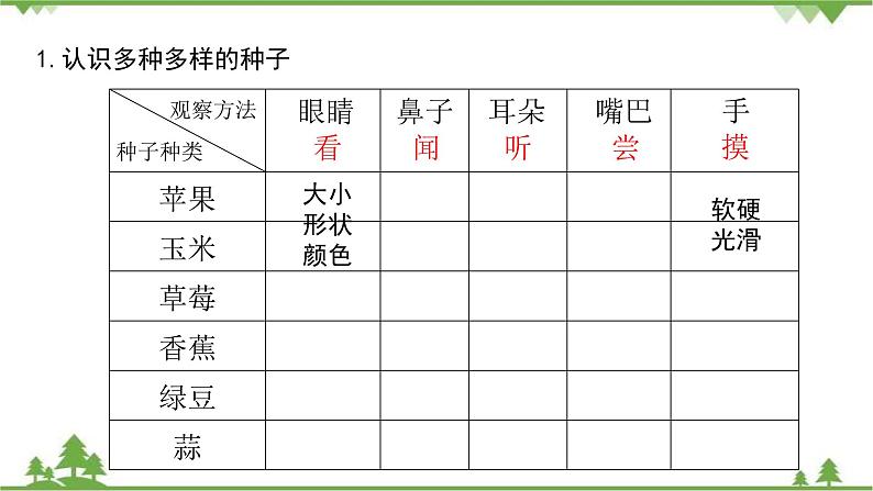 苏教版科学三年级下册第一单元《植物的一生》第一课《种子发芽了二》PPT课件04