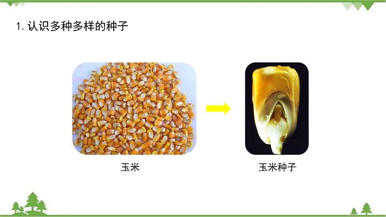 苏教版科学三年级下册第一单元《植物的一生》第一课《种子发芽了二》PPT课件06