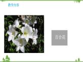 蘇教版科學(xué)三年級(jí)下冊(cè)5第一單元《植物的一生》第三課《植物開(kāi)花了》PPT課件