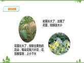 苏教版科学三年级下册1.4《植物结果了》PPT课件+教案+练习