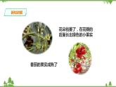 苏教版科学三年级下册1.4《植物结果了》PPT课件+教案+练习