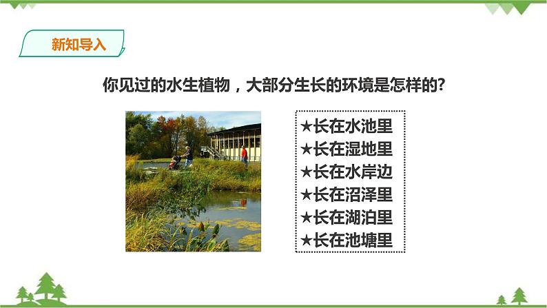 苏教版科学三年级下册2.7《水里的植物》PPT课件+教案+练习+素材03