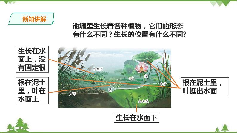苏教版科学三年级下册2.7《水里的植物》PPT课件+教案+练习+素材04