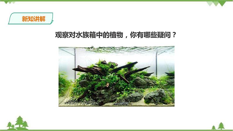 苏教版科学三年级下册2.7《水里的植物》PPT课件+教案+练习+素材06