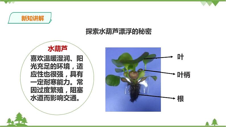 苏教版科学三年级下册2.7《水里的植物》PPT课件+教案+练习+素材08