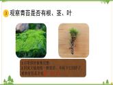 苏教版科学三年级下册第二单元《植物与环境》第四课《石头上的植物》PPT课件