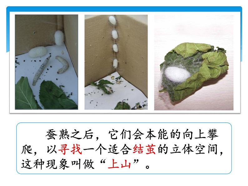 新湘科版科学四年级下册：2.3 蚕宝宝大变样 PPT课件+学习评价表+素材07