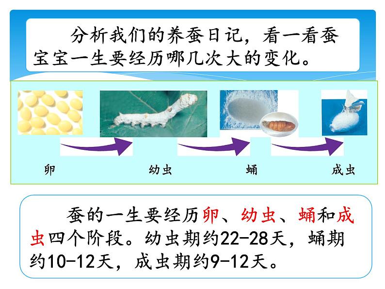 新湘科版科学四年级下册：2.4 昆虫的一生 PPT课件+教案+学习评价表+素材05