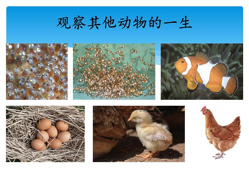 新湘科版科学四年级下册：2.5 生生不息的动物 PPT课件+教案+学习评价表+素材03