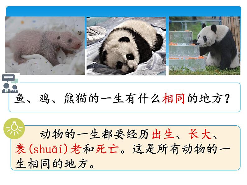 新湘科版科学四年级下册：2.5 生生不息的动物 PPT课件+教案+学习评价表+素材04