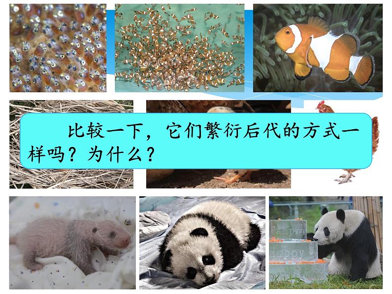 新湘科版科学四年级下册：2.5 生生不息的动物 PPT课件+教案+学习评价表+素材06